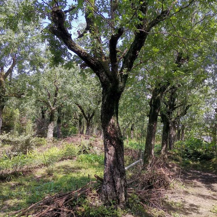枣树多少钱 枣树价格 枣树苗木基地