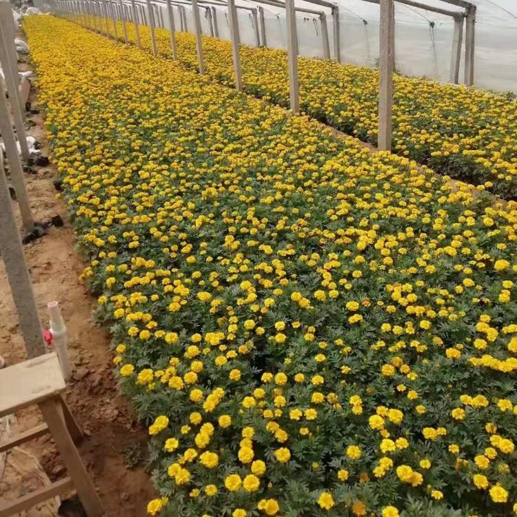 孔雀草供货商 孔雀草 孔雀草价格