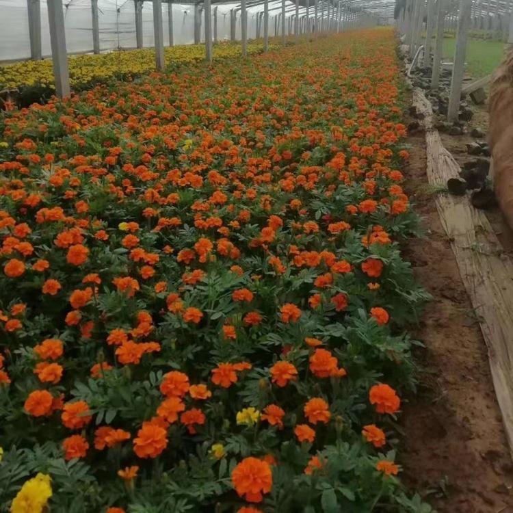 孔雀草种植 孔雀草大量供应 孔雀草批发报价