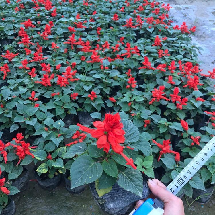观赏一串红盆栽 基地种植一串红 量大从优欢迎选购