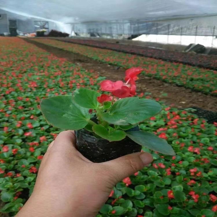 大量供应四季海棠 山东四季海棠批发商 天一四季海棠-苗圃直供