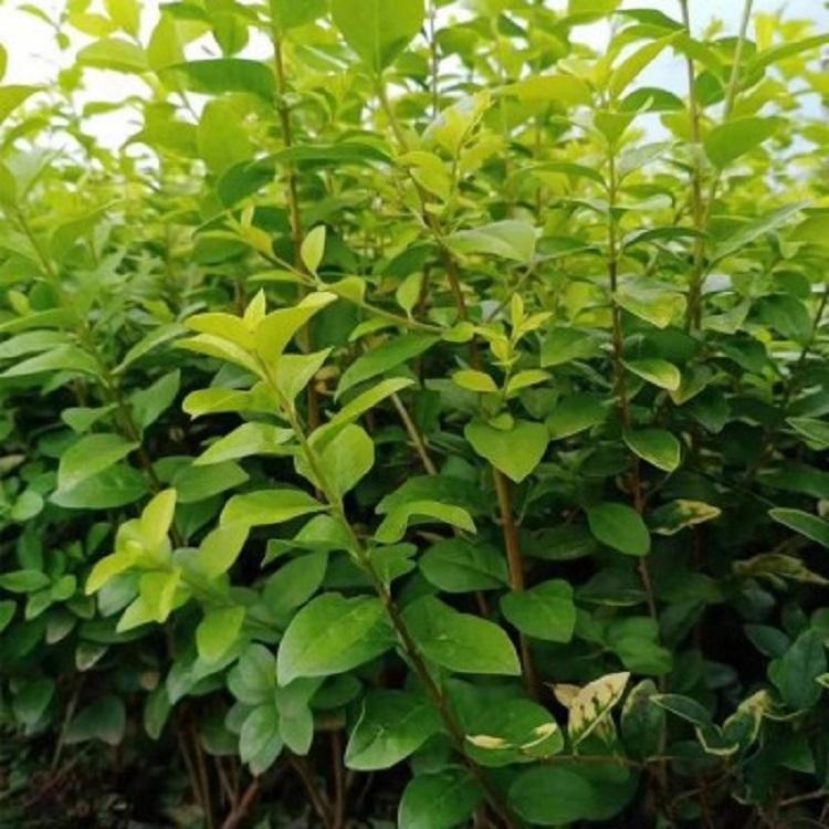 大叶扶芳藤价格 青州自产大叶扶芳藤直发
