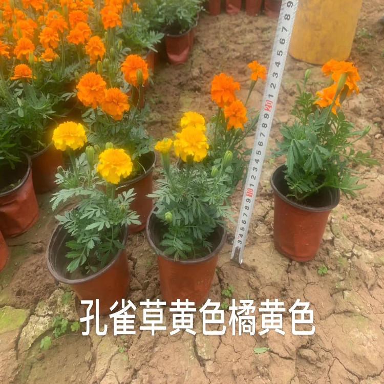 孔雀草供应商   孔雀草花海用苗   诚信商家供货