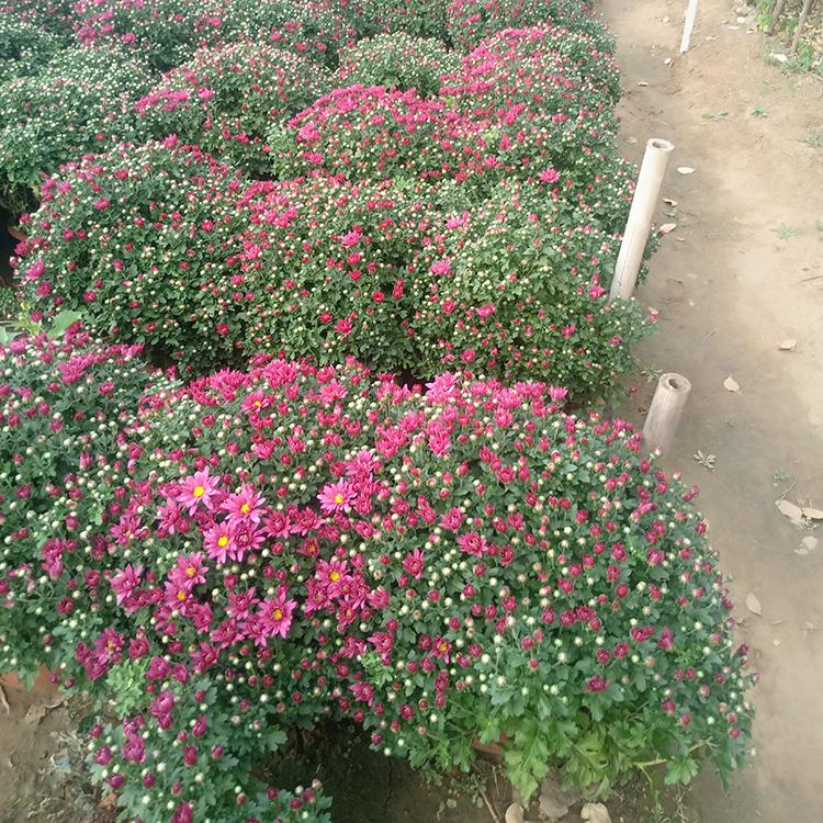 国庆菊销售 山东观赏花国庆菊