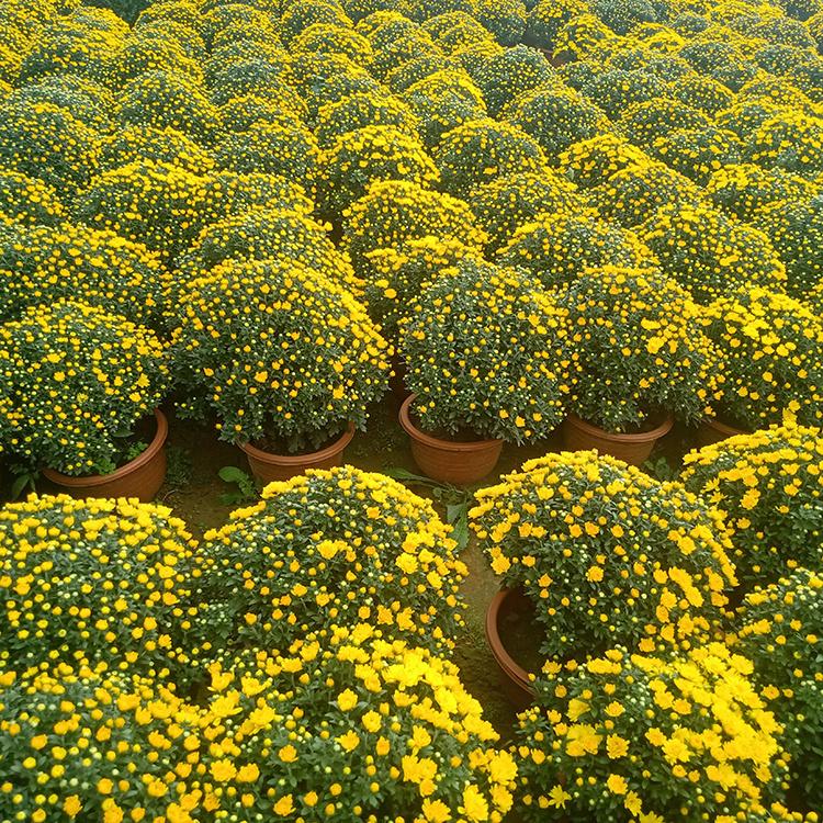 租摆用国庆菊 国庆菊价格 青州宿根草花 基地直销