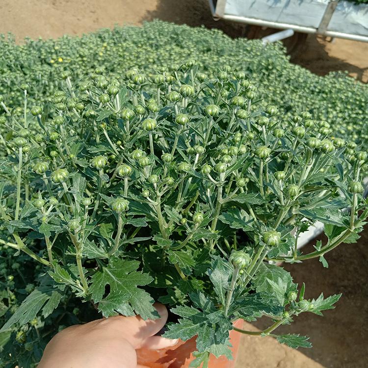 大盆国庆菊 国庆菊批发商 山东宿根花卉 基地直销
