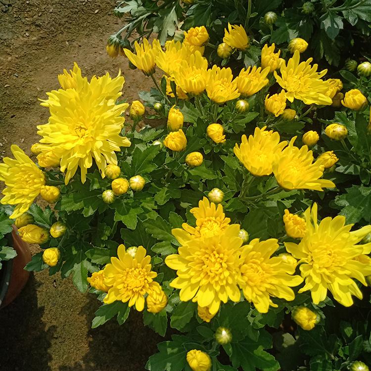 国庆菊价格 基地直销 黄花国庆菊