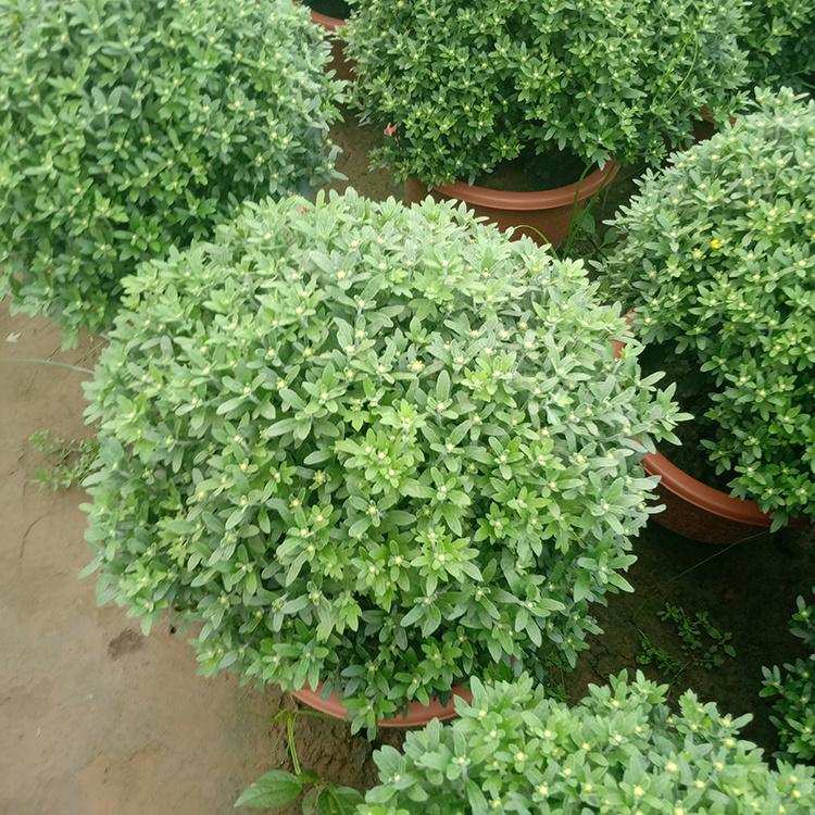 国庆菊盆栽 国庆菊批发 青州宿根草花 采购基地