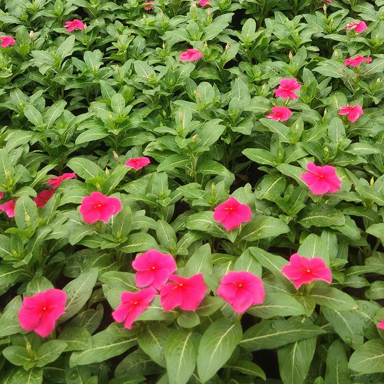 基地直售 长春花苗 长春花批发