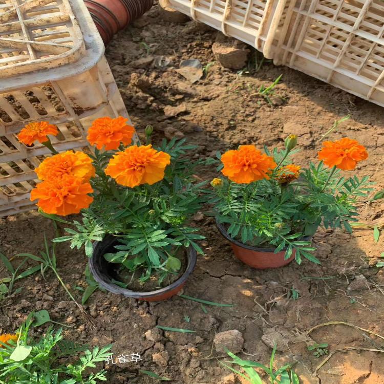孔雀草现货直供【天一花卉】供应优良孔雀草花海用苗