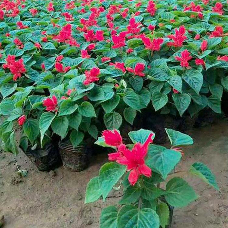 万诺预定苗 一串红小苗 山东草花