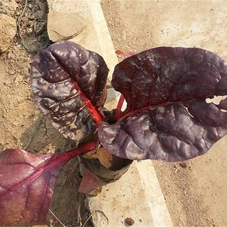红叶甜菜培育基地-批发价格优惠多多