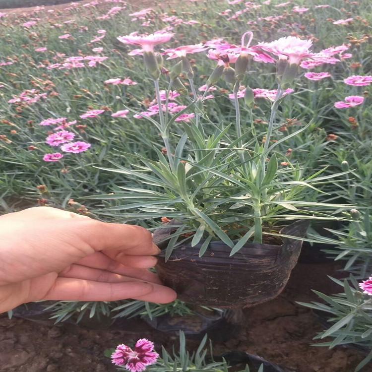 好的彩虹石竹基地 批发价格