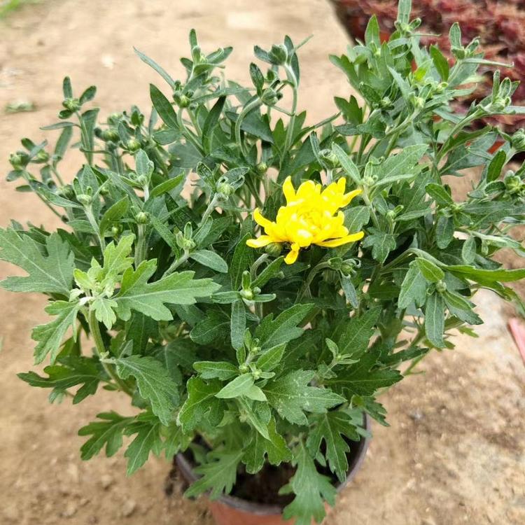 大量供应国庆菊等观赏花卉 优惠多多