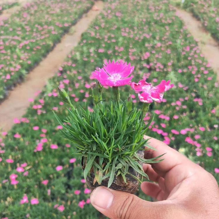 欧石竹批发价格  欧石竹种植基地