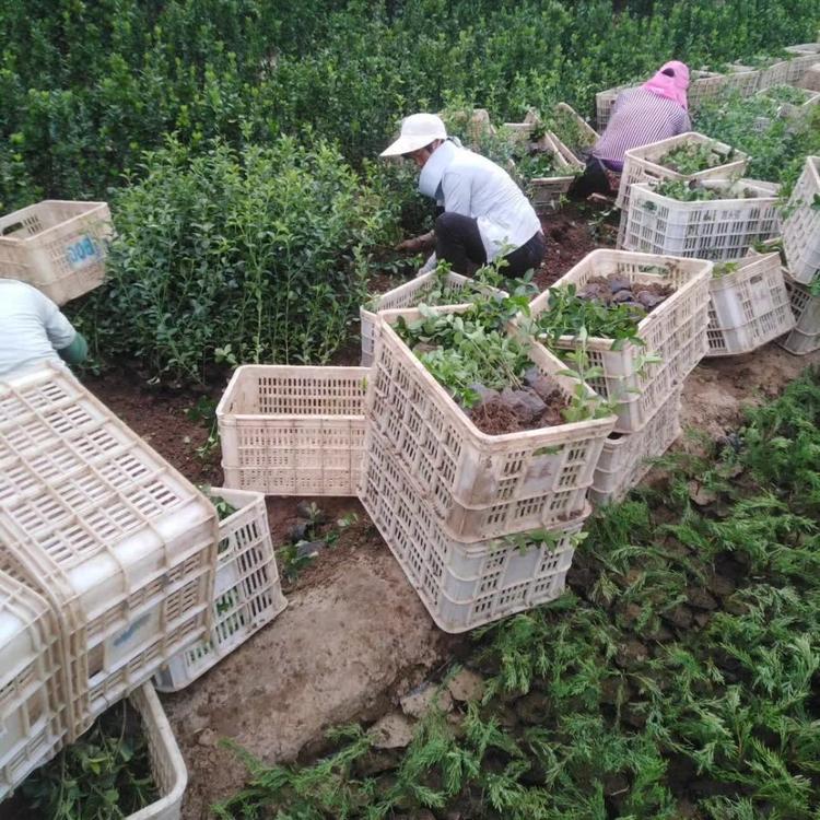 大叶扶芳藤培育基地   种植户直供大叶扶芳藤    物优价廉