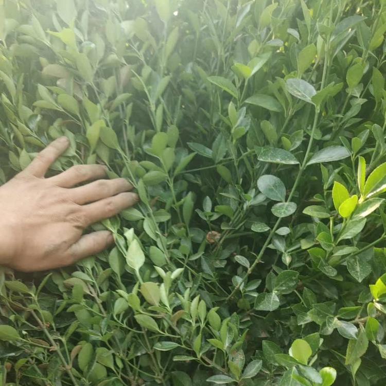 大叶扶芳藤现货直供大叶扶芳藤供应商大量现货直供