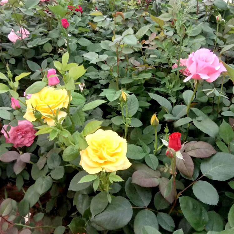 大花月季花卉 大花月季观赏花卉 苗圃直供