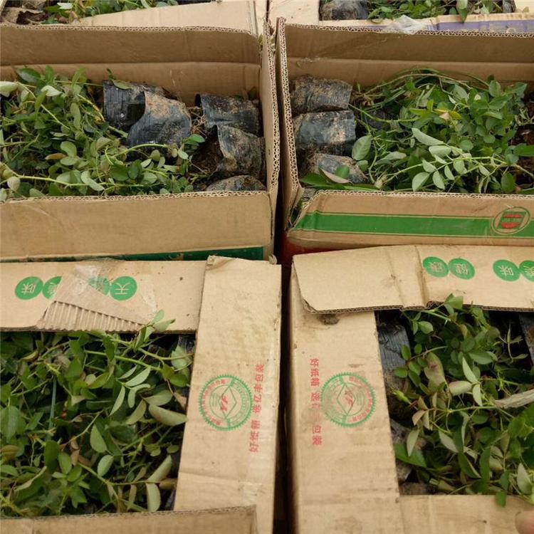 地被月季工程苗 地被月季花坛用花 大量批发