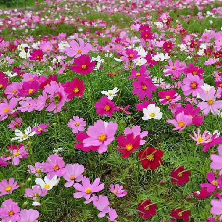 波斯菊种植基地 青州天一花卉波斯菊报价基地批发直销波斯菊