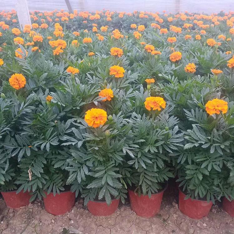 时令草花孔雀草批发   青州草花基地
