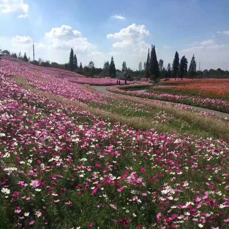 波斯菊 苗圃直销天一花卉波斯菊货源充足欢迎选购