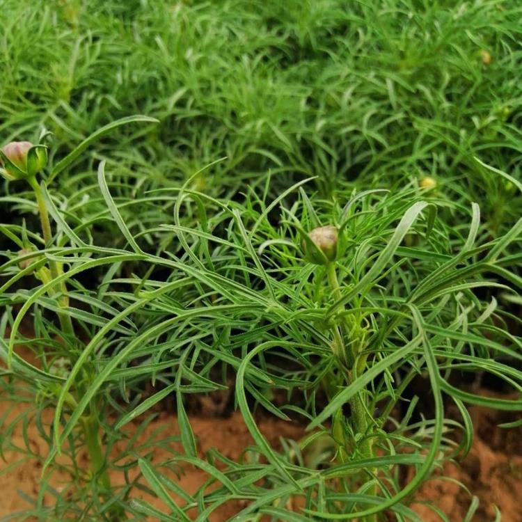 波斯菊 营养杯苗双色盆苗波斯菊花海用苗大量直供