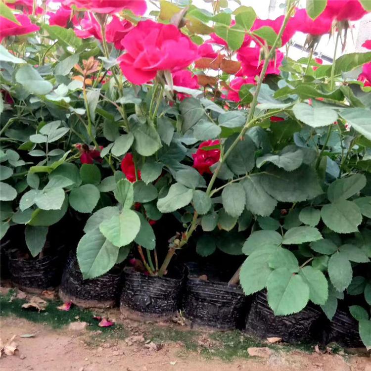 红帽月季量大从优 红帽月季绿化花卉 大量批发