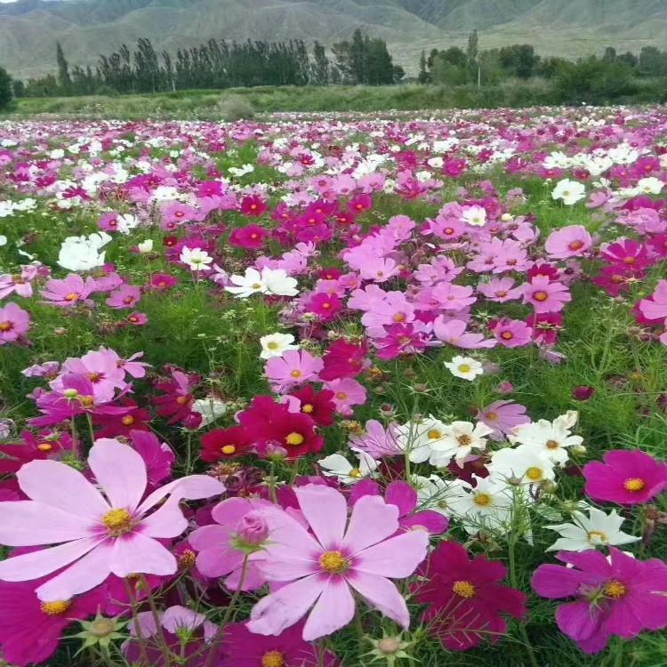 波斯菊 自家苗圃供应优良波斯菊  波斯菊花海建设用苗 【天一花卉】 波斯菊培育基地
