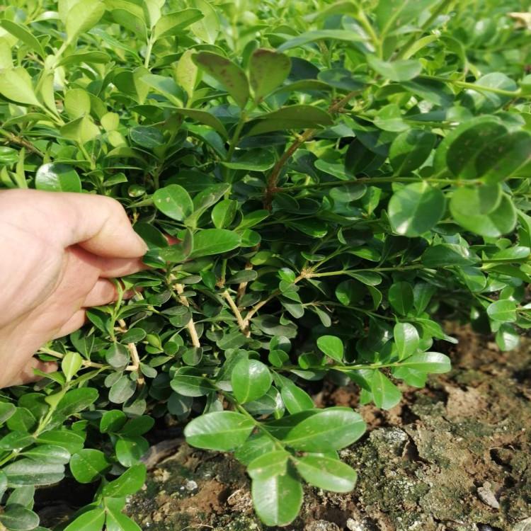 黄杨诚信商家供货【天一花卉】常年供应优质黄杨  货源充足