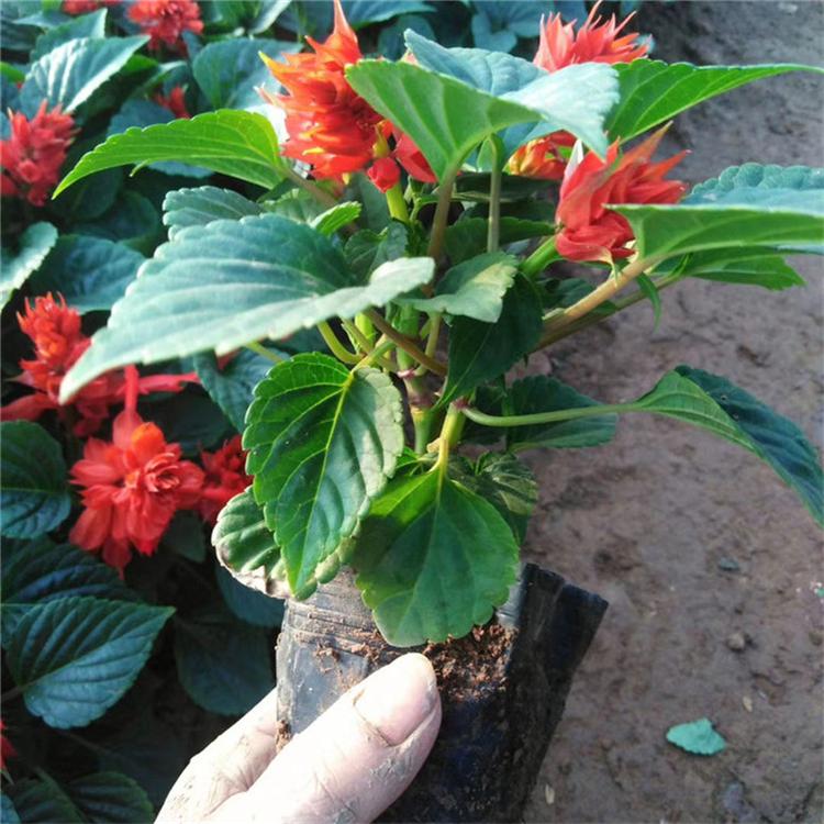 一串红批发价 一串红观赏花卉 常年批发