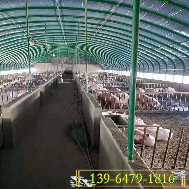 北方冬暖棚图片 8米无立柱阳光猪舍大棚 砖墙蔬菜温室大棚