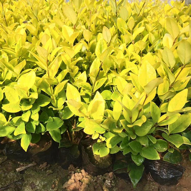 快销好苗金叶女贞种植基地金叶女贞基地