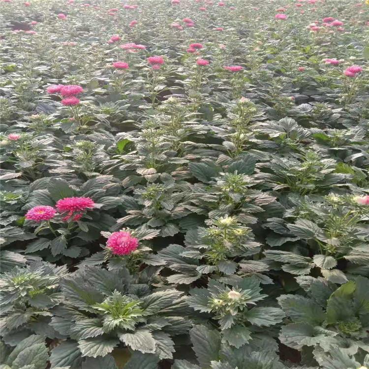 翠菊 山东翠菊报价 翠菊种植基地