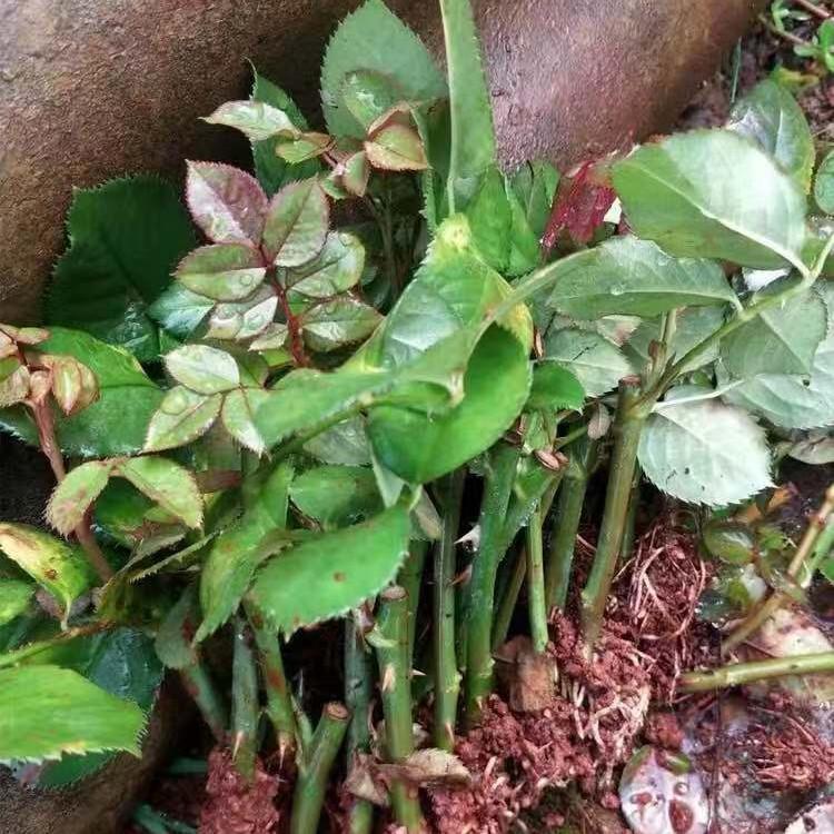 四季玫瑰