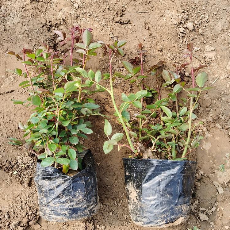 品种月季 山东青州品种月季种植基地 品种月季批发 月季小苗
