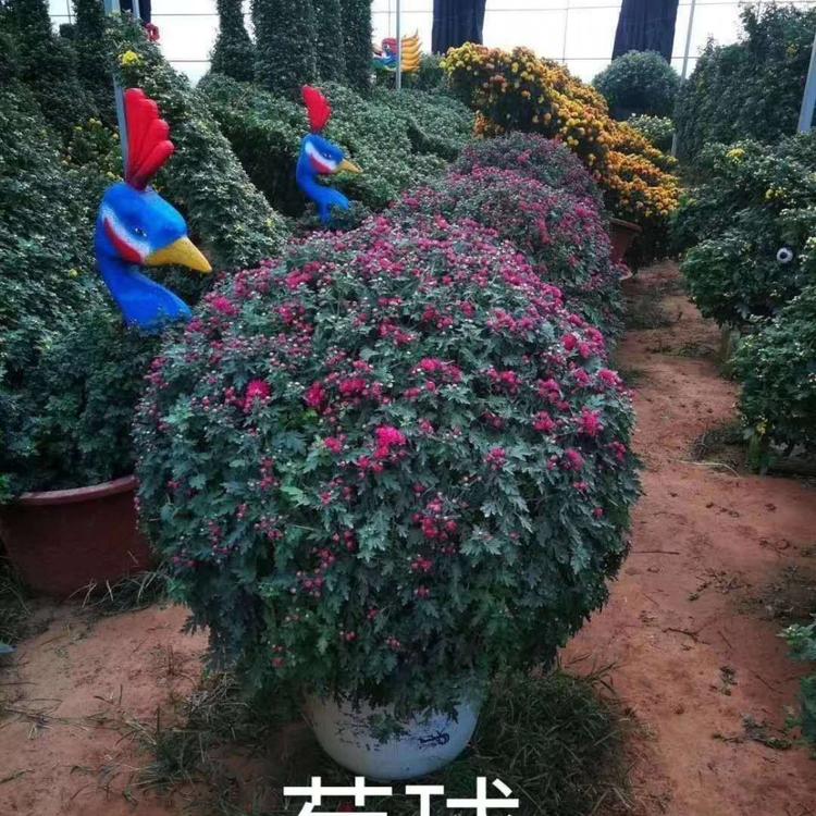 菊球 菊球价格 菊球种植基地 菊球培育基地