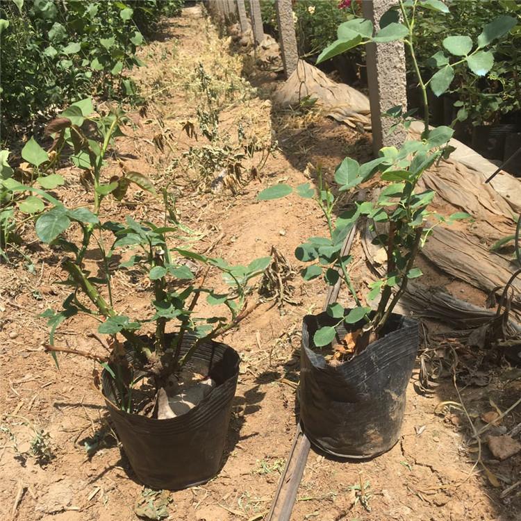诺森丰花月季 质量优价格实惠 丰花月季种植基地
