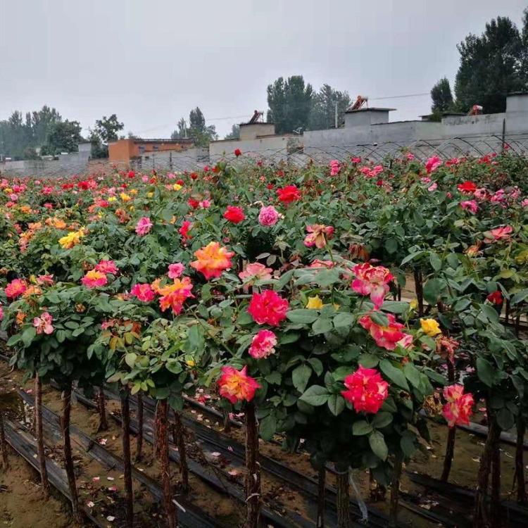 大花月季 诺森花卉 大花月季批发 大量供应