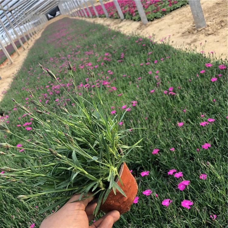 供应欧石竹基地 宇宙花卉出售优良欧石竹盆栽花