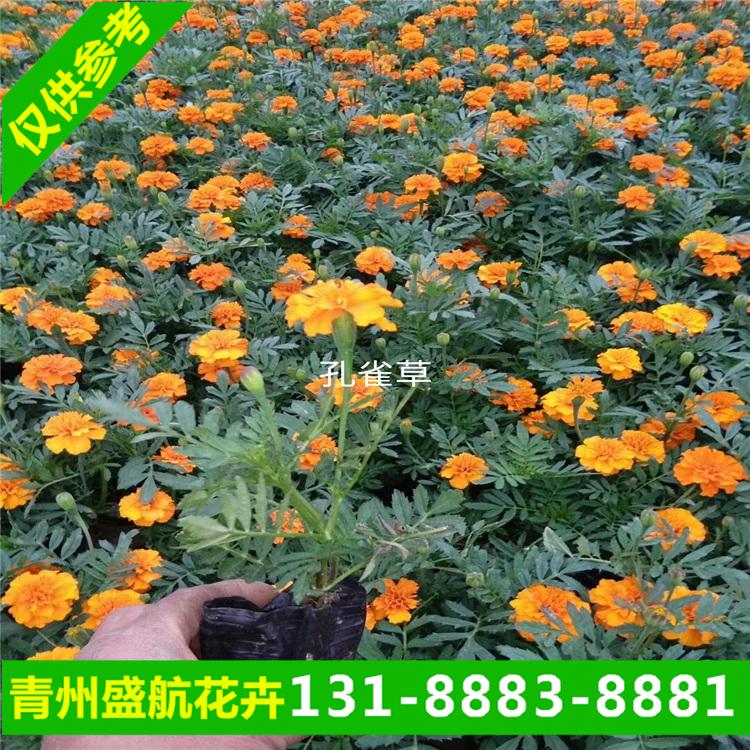 草花基地大量现货直供   孔雀草矮牵牛