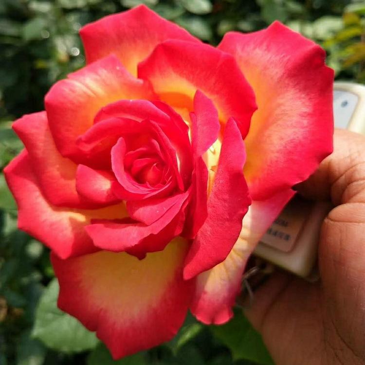月季 月季花
