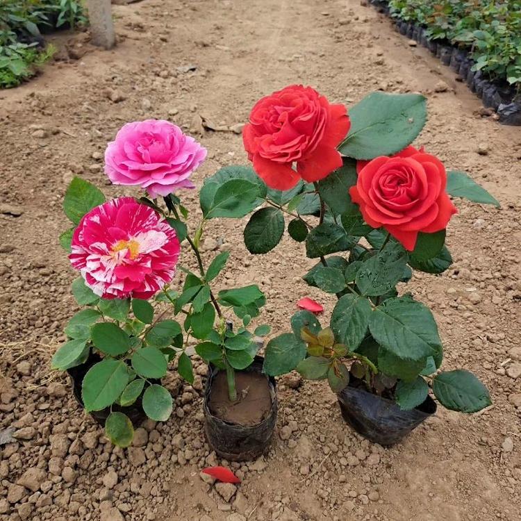 月季花批发 月季价格 月季基地