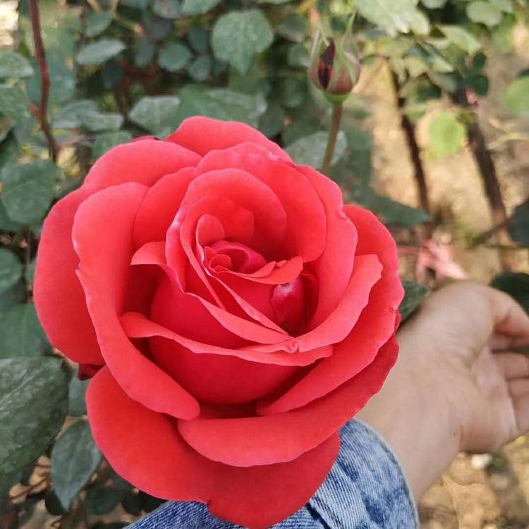 月季批发 月季花价格