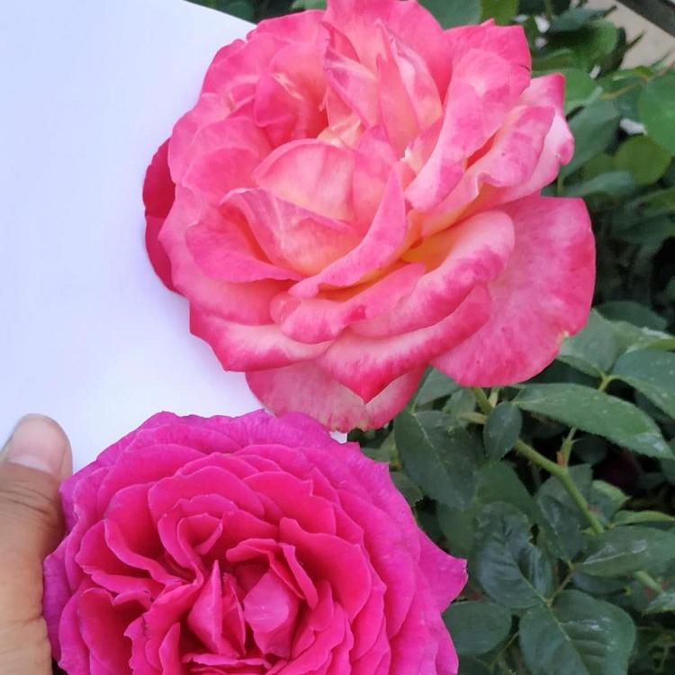 观赏月季批发 状花月季价格 巨花蔷薇种植基地