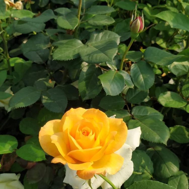 观赏月季批发 观赏月季价格 观赏月季种植基地