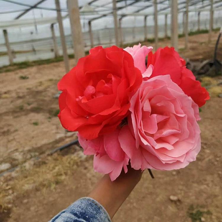 观赏月季批发 品种月季价格 品种月季种植基地