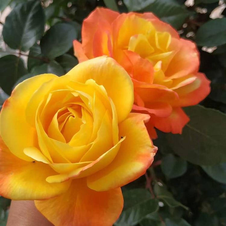 状花月季批发 状花月季价格 状花月季种植基地