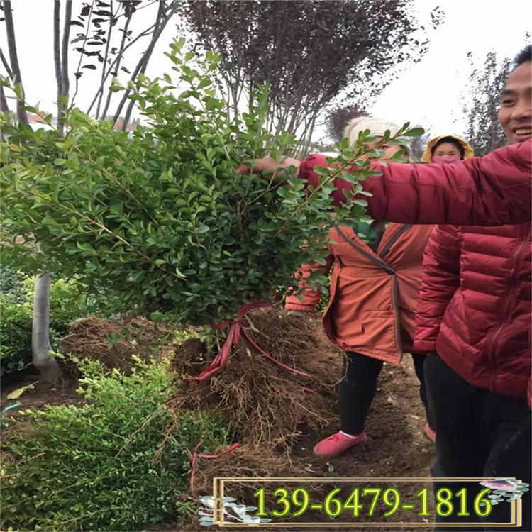 瓜子黄杨苗 小叶黄杨园林用途 四季青耐寒绿篱植物树苗