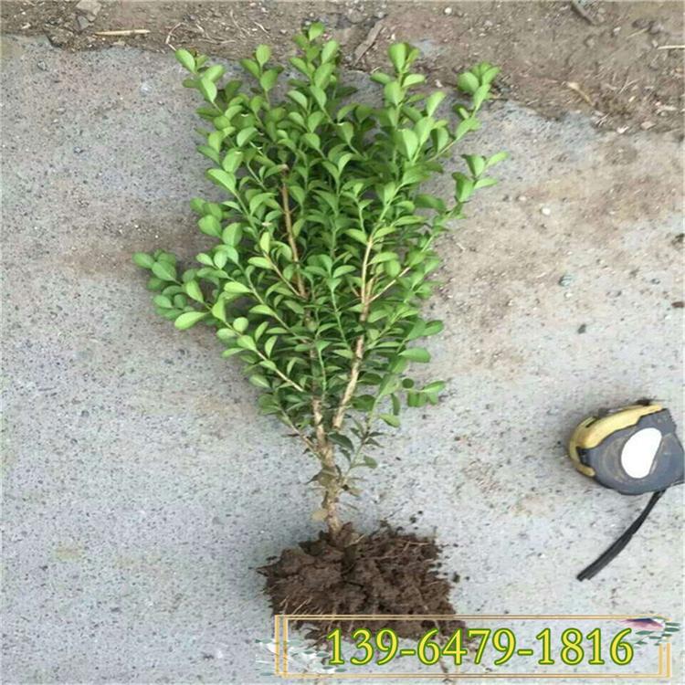 小叶黄杨树苗价格 供应园林绿化苗木 行道树公路两旁